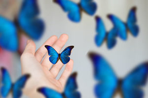 blue butterflies on a hand