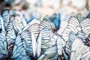 a beautiful group of dozens of black and white butterflies