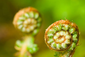 life in motion green fern spirals